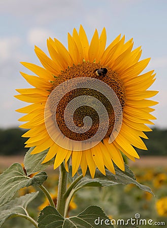 Sunflower blue sky Stock Photo