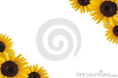 Sunflower border Stock Photo