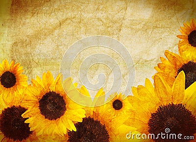 Sunflower border Stock Photo
