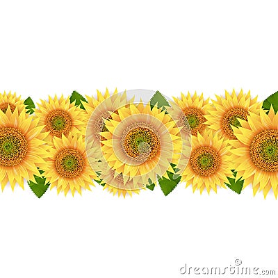 Sunflower Border Isolated White Background Vector Illustration