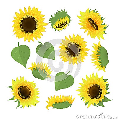 Sunflower bouquet vector.Isolated on white background.Cartoon style Vector Illustration