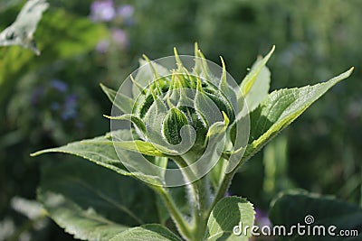 Sunflower buds macro. Natural environment. Daylight photo. Stock Photo