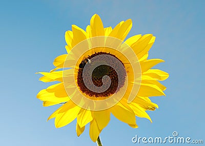 Sunflower bumblebee Stock Photo