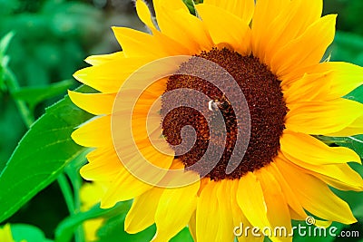 Sunflower with bumblebee or bee in the summer Stock Photo
