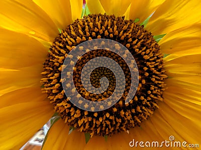 Sunflower Bursting with Pollin Stock Photo