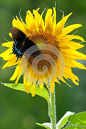 Sunflower Butterfly Stock Photo