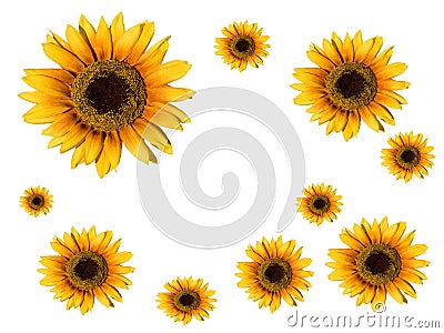 Sunflower card Stock Photo