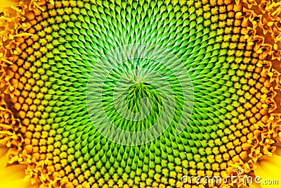 Sunflower centered detail Stock Photo
