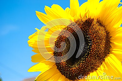 Sunflower Stock Photo