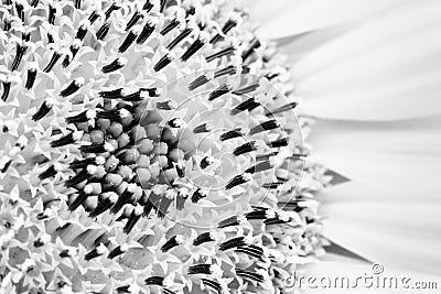 Sunflower close-up detailing the sunflower disk and the ray and tiny disk flowers or florets in BW black and white Stock Photo