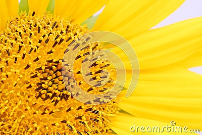 Sunflower close-up details of the sunflower disk and the ray and tiny disk flowers or florets which compose the disk Stock Photo