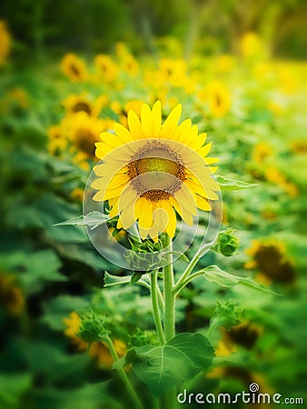 Sunflower Stock Photo