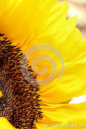 Sunflower close up on a light background Stock Photo