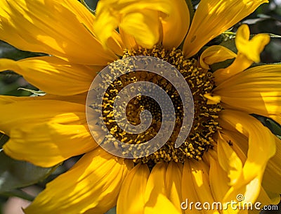 The sunflower from close up looks better the pipes Stock Photo