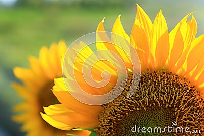 Sunflower close up. Sunflower petals pattern background. Frame composition of sunflower in crop backgrounds. Nature daisy yellow Stock Photo