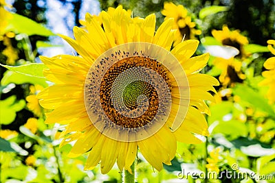 Sunflower close up of ray and disc florets and seeds Stock Photo