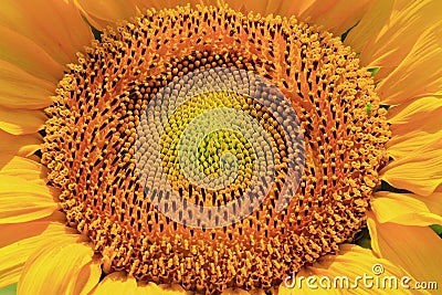 Sunflower Stock Photo