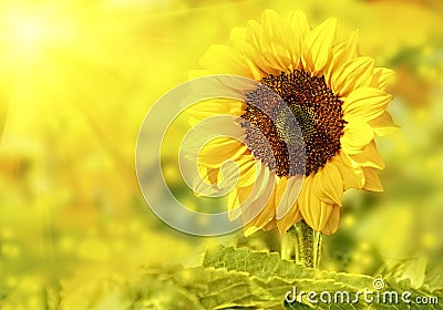 Sunflower close up Stock Photo