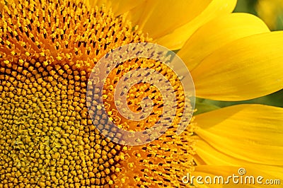 Sunflower closeup Stock Photo