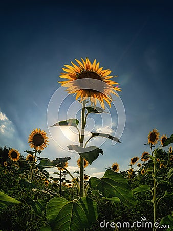 Vertical photo of a field of sunflowers Stock Photo