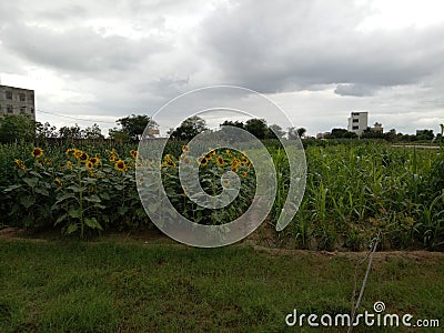Sunflower crop in agriculture field Stock Photo