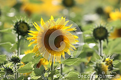 Sunflower crop Stock Photo