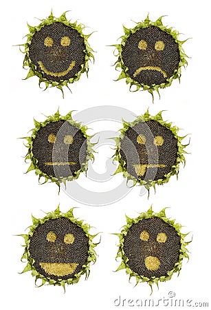 Sunflower emoticons Stock Photo