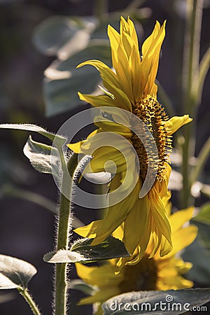 Sunflower in the evening sunlight in summer Stock Photo