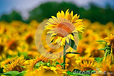 Sunflower in Field Stock Photo