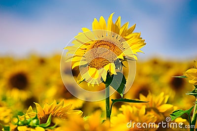 Sunflower in Field Stock Photo