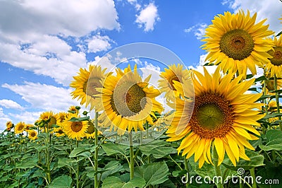 Sunflower field. Stock Photo