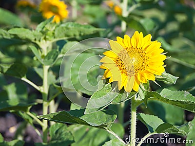 Sunflower field. Stock Photo