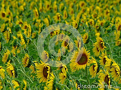 Sunflower field background, selective focus Stock Photo