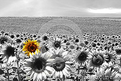 Sunflower field black & white Stock Photo