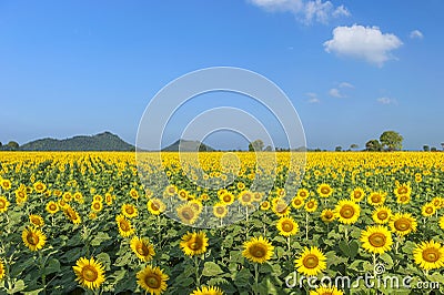 Sunflower field Stock Photo