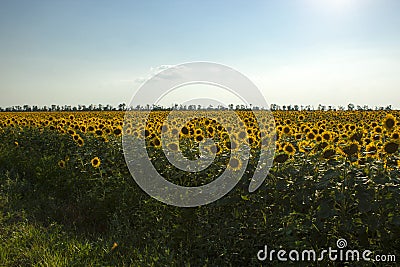 Sunflower field with blue sky Stock Photo