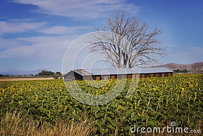 Sunflower Field Stock Photo