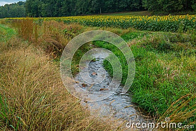 Sunflower field with a creek Stock Photo