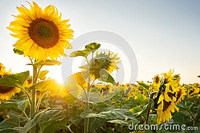 Sunflower field Stock Photo