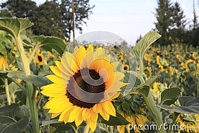 Sunflower field Stock Photo