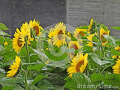 Sunflowers growing in farmland in the Fingerlakes NYS Stock Photo