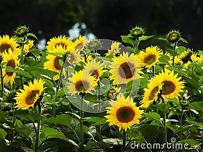 Sunflower field in the Cayuga Lake area in Fingerlakes NYS Stock Photo