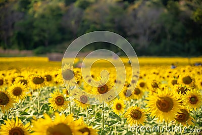 Sunflower field with forest background Stock Photo