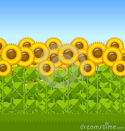 Sunflower field Vector Illustration