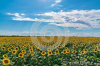 Sunflower field landscape. Sunflowers close under rainy clouds Stock Photo