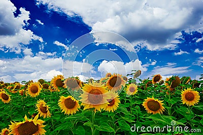 Sunflower Field Stock Photo