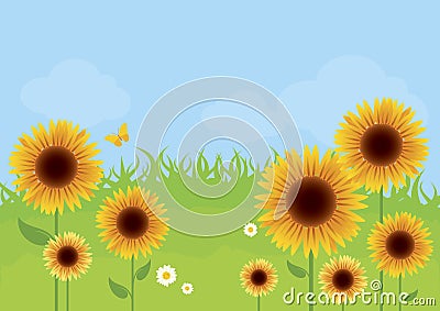 Sunflower meadow in the sunny day vector illustration Vector Illustration