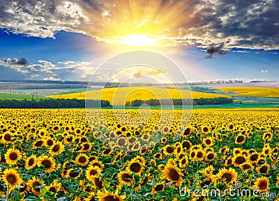 Sunflower field at the morning Stock Photo