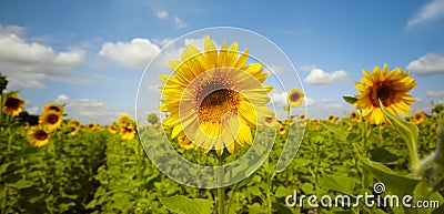 Sunflower field. Nature horizontal long background Stock Photo