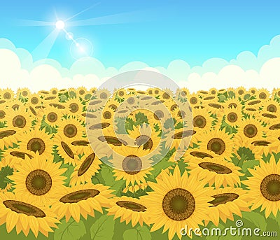 Sunflower field. Nature light outdoor background with beautiful yellow flowers exact vector cartoon illustration Vector Illustration